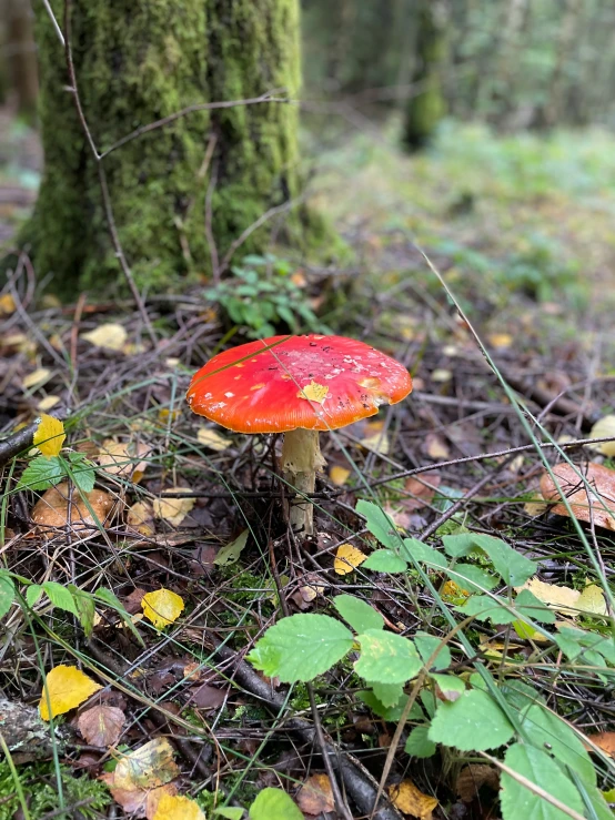 red mushroom near tree with moss on the ground