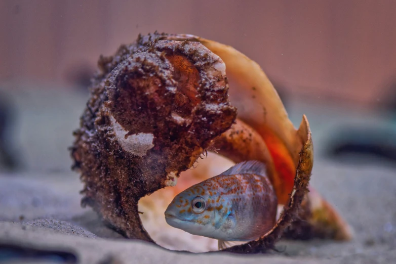 a small fish in an ocean shell with some seaweed on it