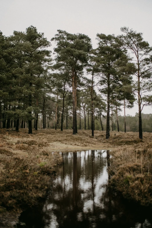 some water trees and grass with clouds in the sky