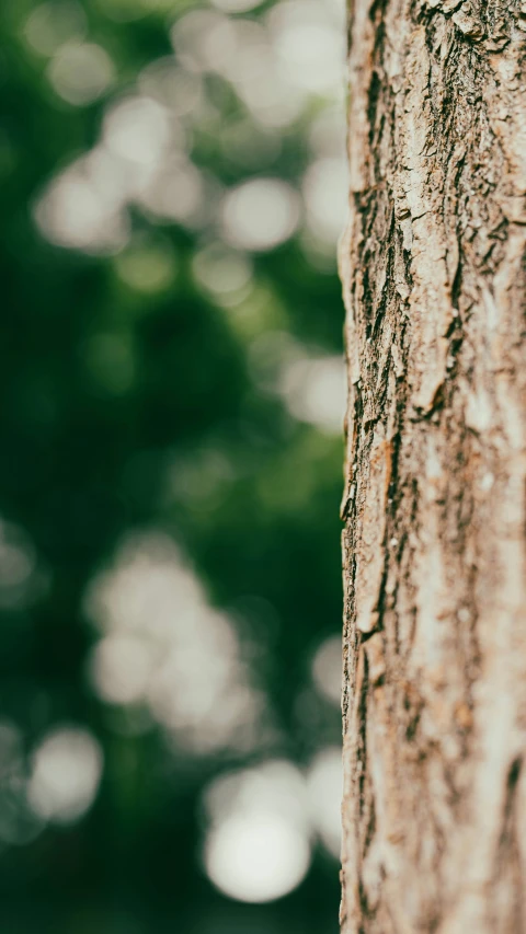 close up s of the bark of a tree