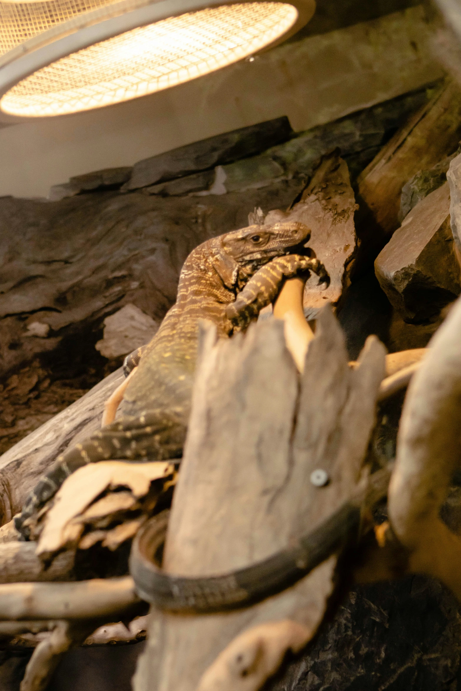 a large lizard on a rock near a wall