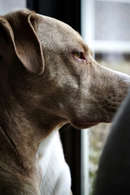 a closeup of the face of a dog