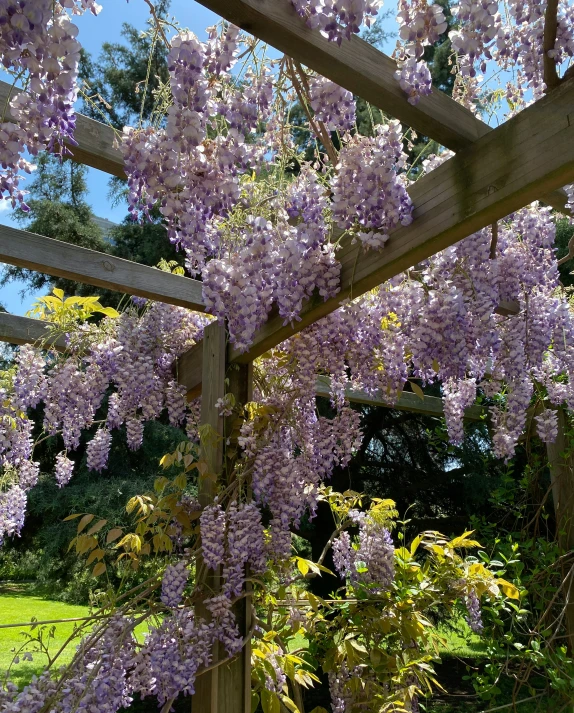 purple flowers growing on the side of a wooden structure