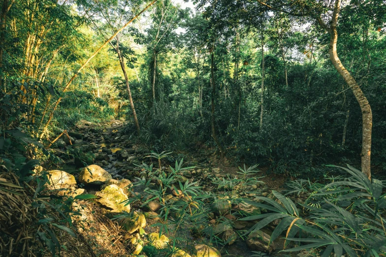 a wooded area with rock formations and lots of trees