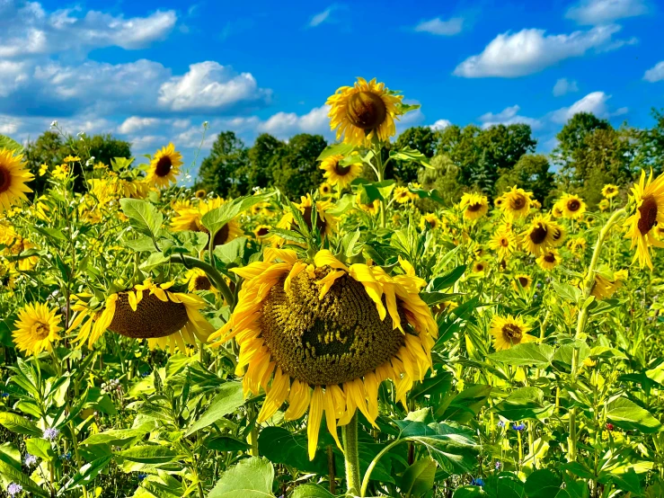 a field of yellow sunflowers is pictured against the blue sky