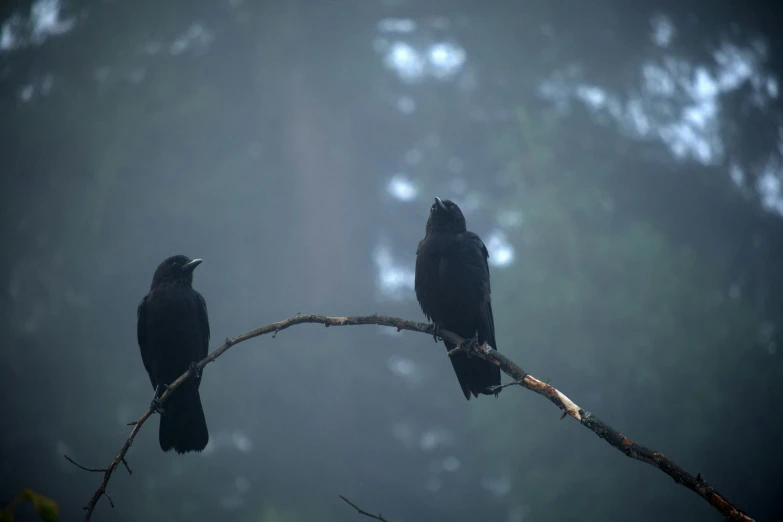 two black birds sit on nches of a tree