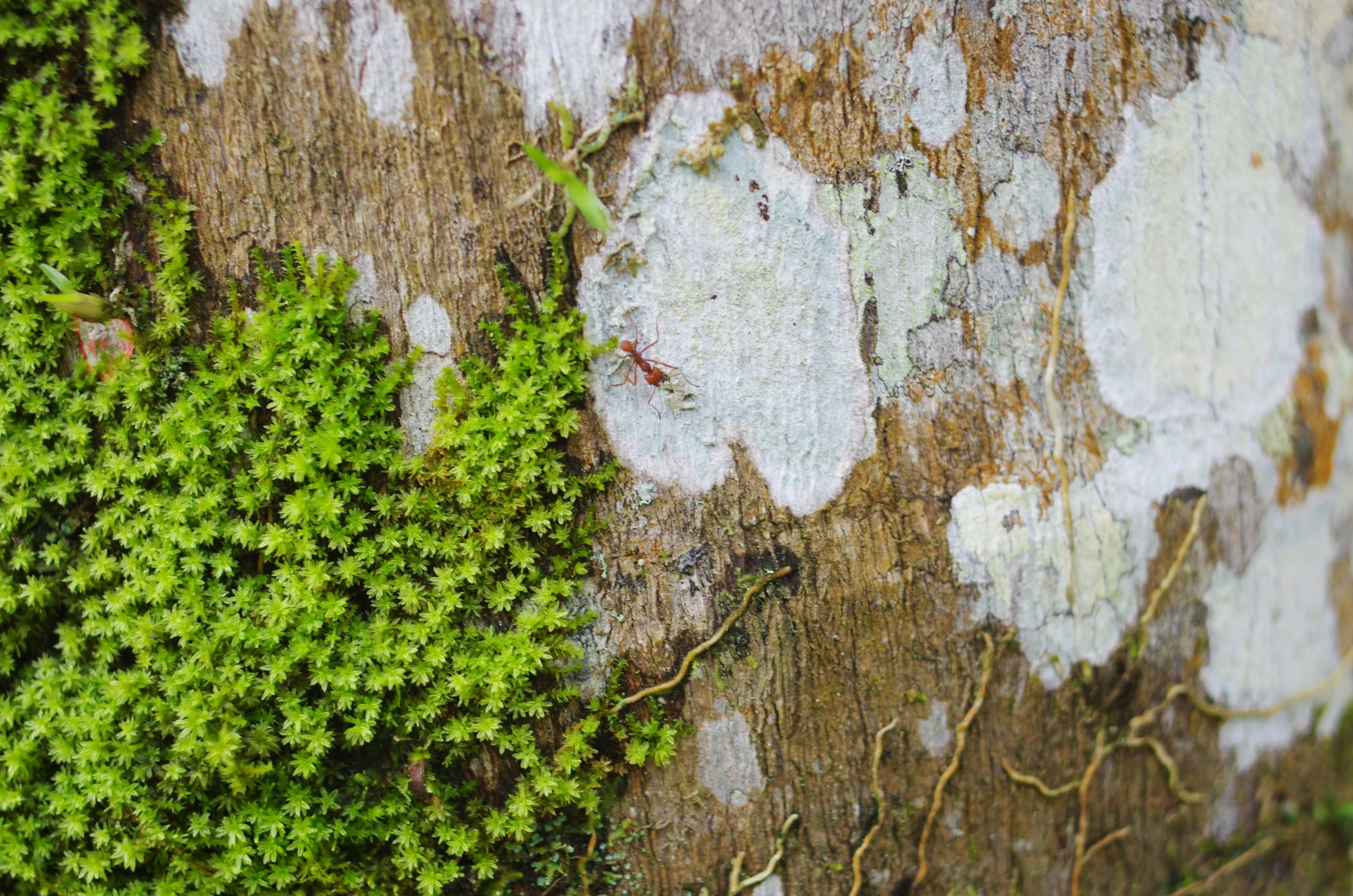 an old tree with lichens and moss growing on it