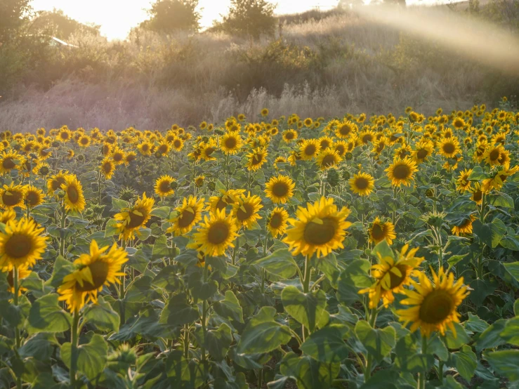 sunflowers grow in a large field on the edge of a wooded area