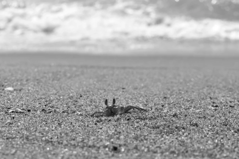 a small bird laying on top of a sandy beach