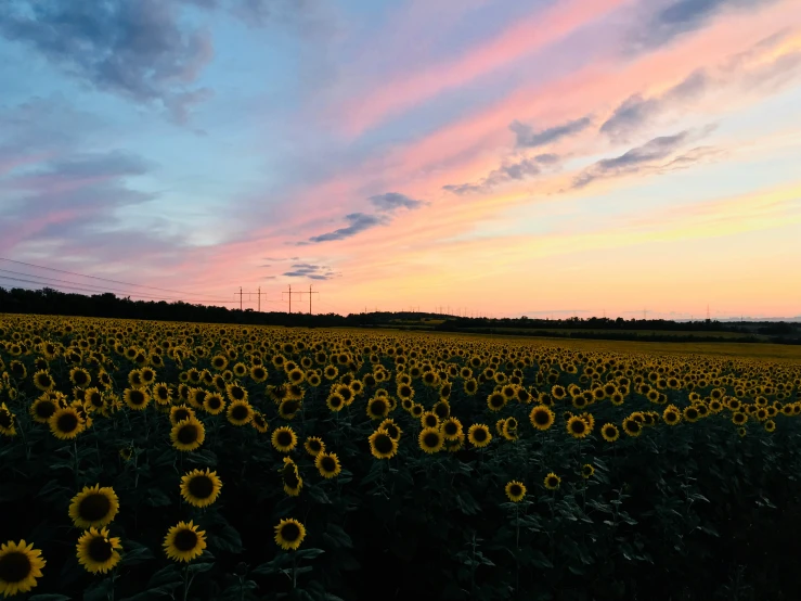 a sunflower field with clouds and sunset in the background