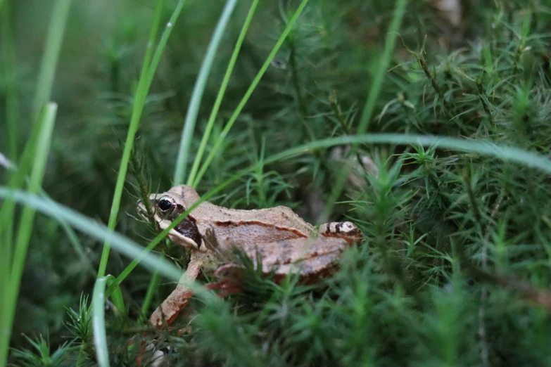 a small frog is sitting in tall grass