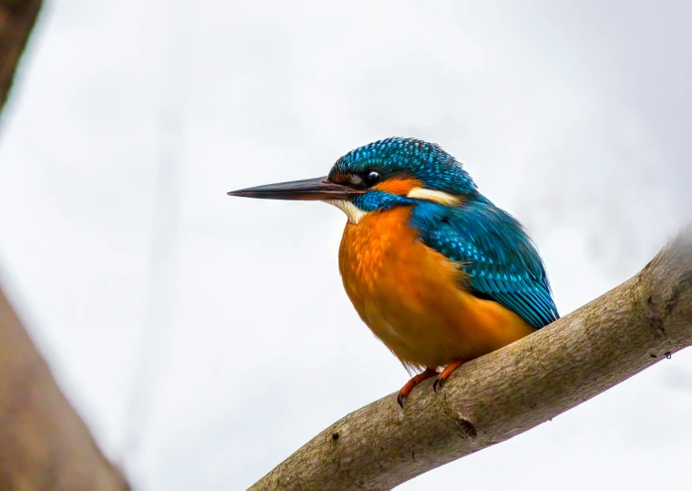 a small blue and orange bird perched on a nch