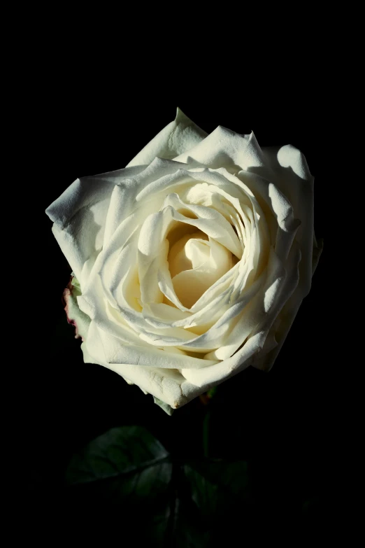 a white rose budding on the stem of a stem