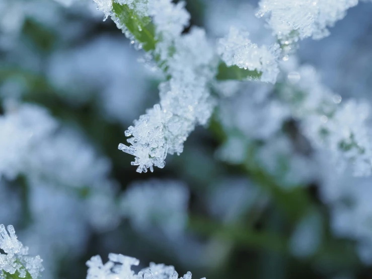 some very pretty snow plants in the forest