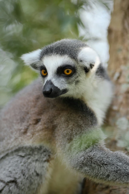 a ring - necked lemuria perched on the nches of a tree