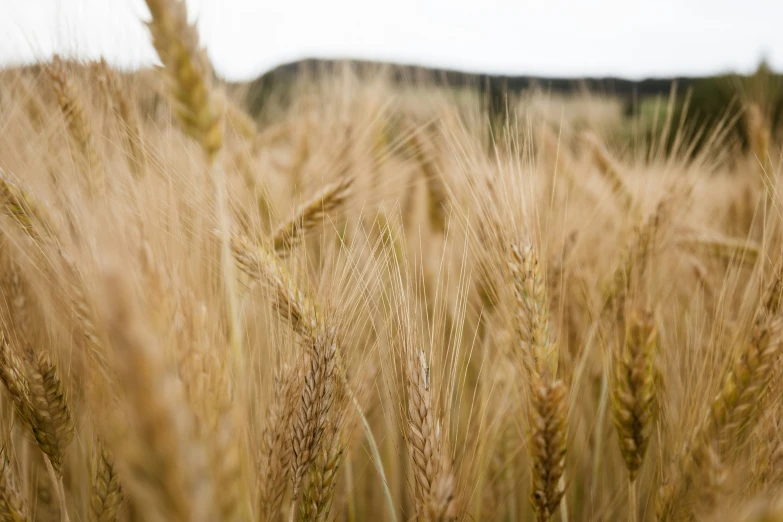 a field of wheat with brown stems and trees in the background