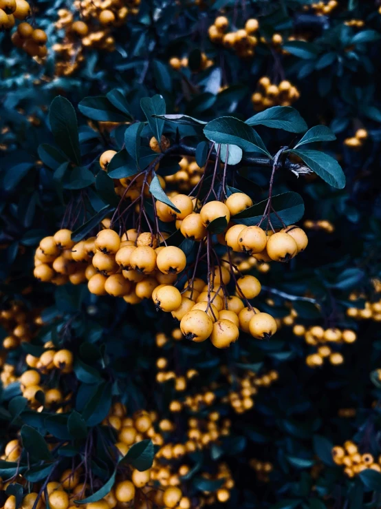 an image of a tree with bunches of fruits