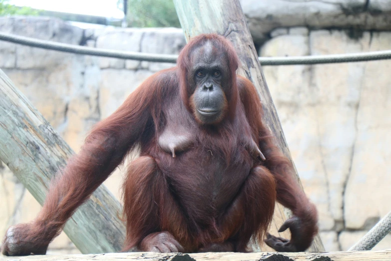 an adult oranguel hangs on a wooden structure