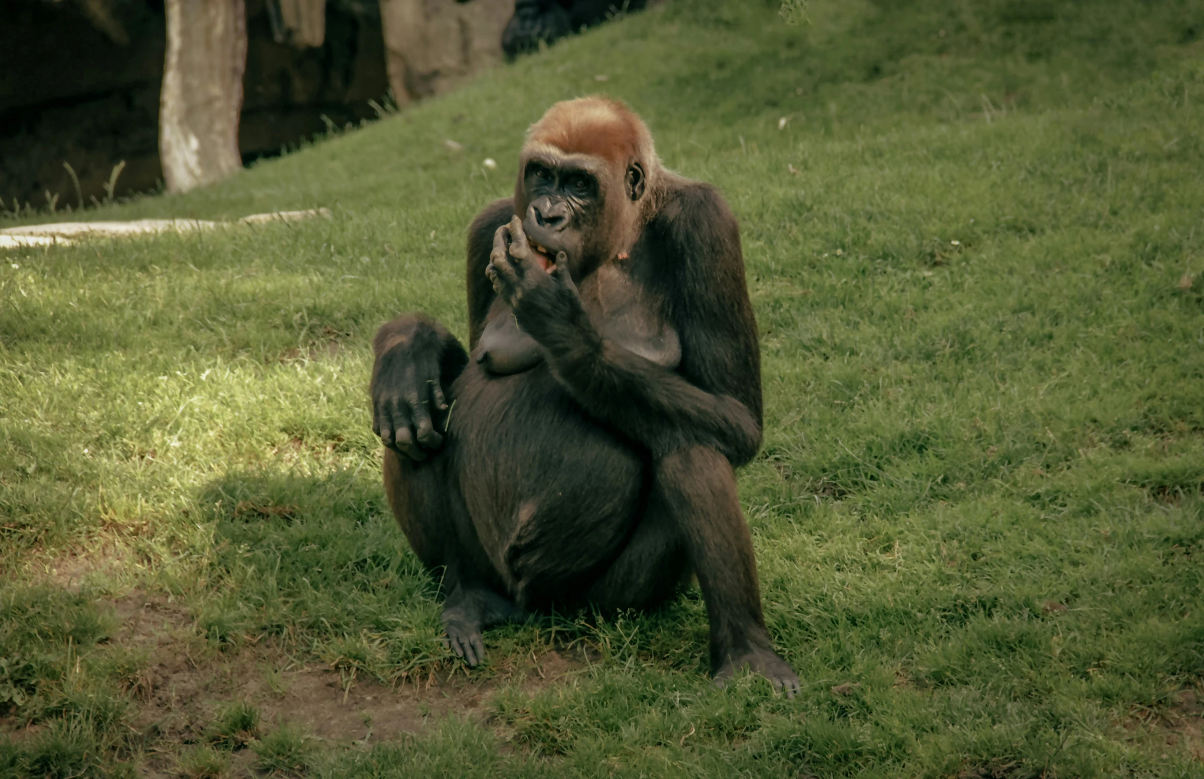 a close up of a monkey sitting on the ground