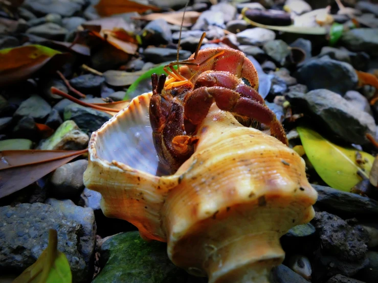 a dead shrimp sitting on top of a shell