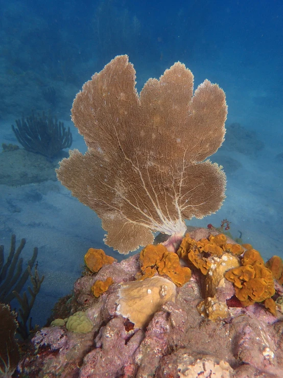 a sea anemone is resting on top of some coral