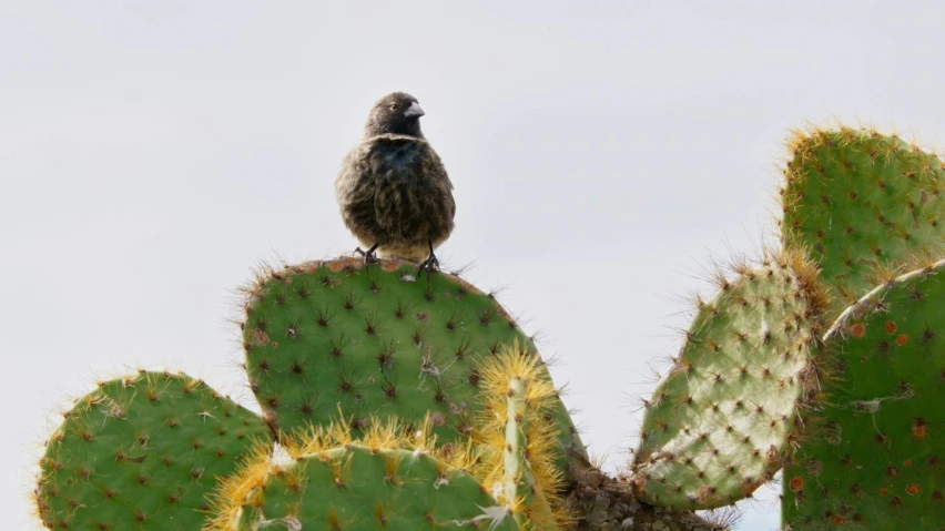 a bird is sitting on the top of a cactus