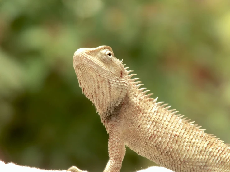 a large, brown lizard with black details and tail