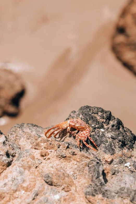 a crab sitting on some rocks in the desert