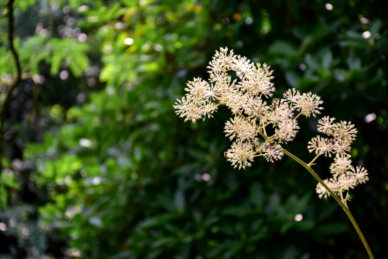 some type of plant in a field by some trees