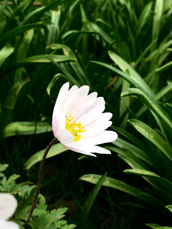 white flower blooming among grass in a garden