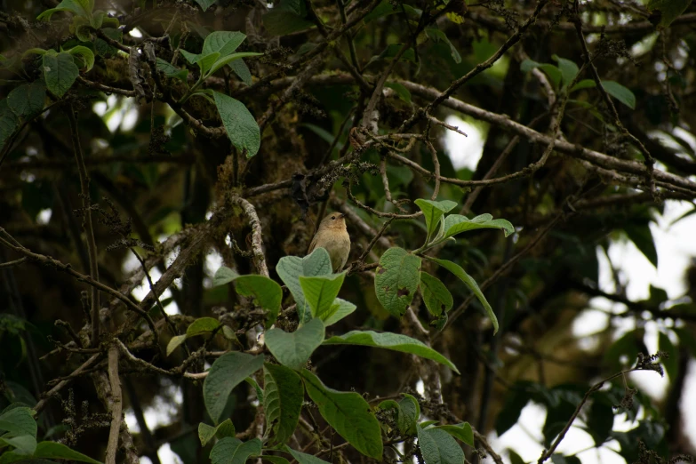 a bird is sitting in the nches of a tree