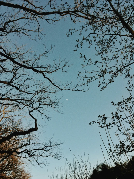 blue sky looking down on barren trees and plants