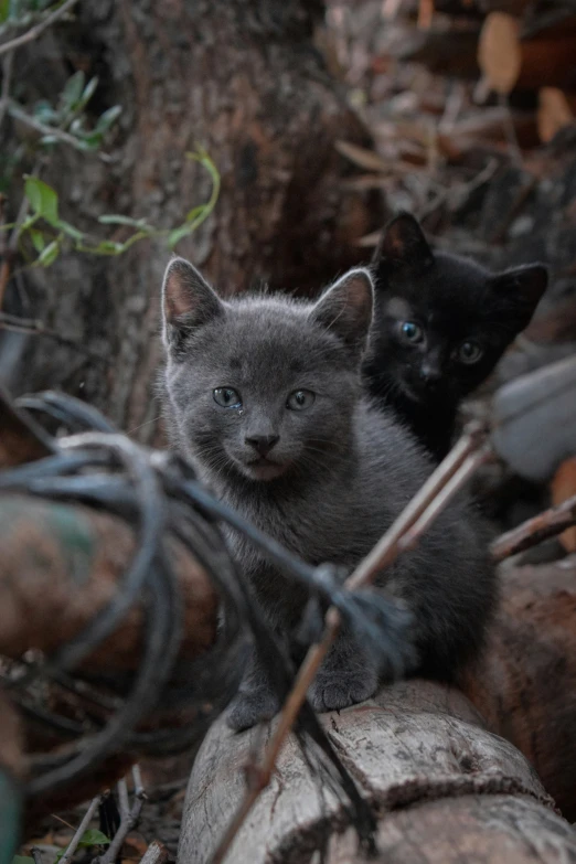 a couple of cats that are sitting next to each other