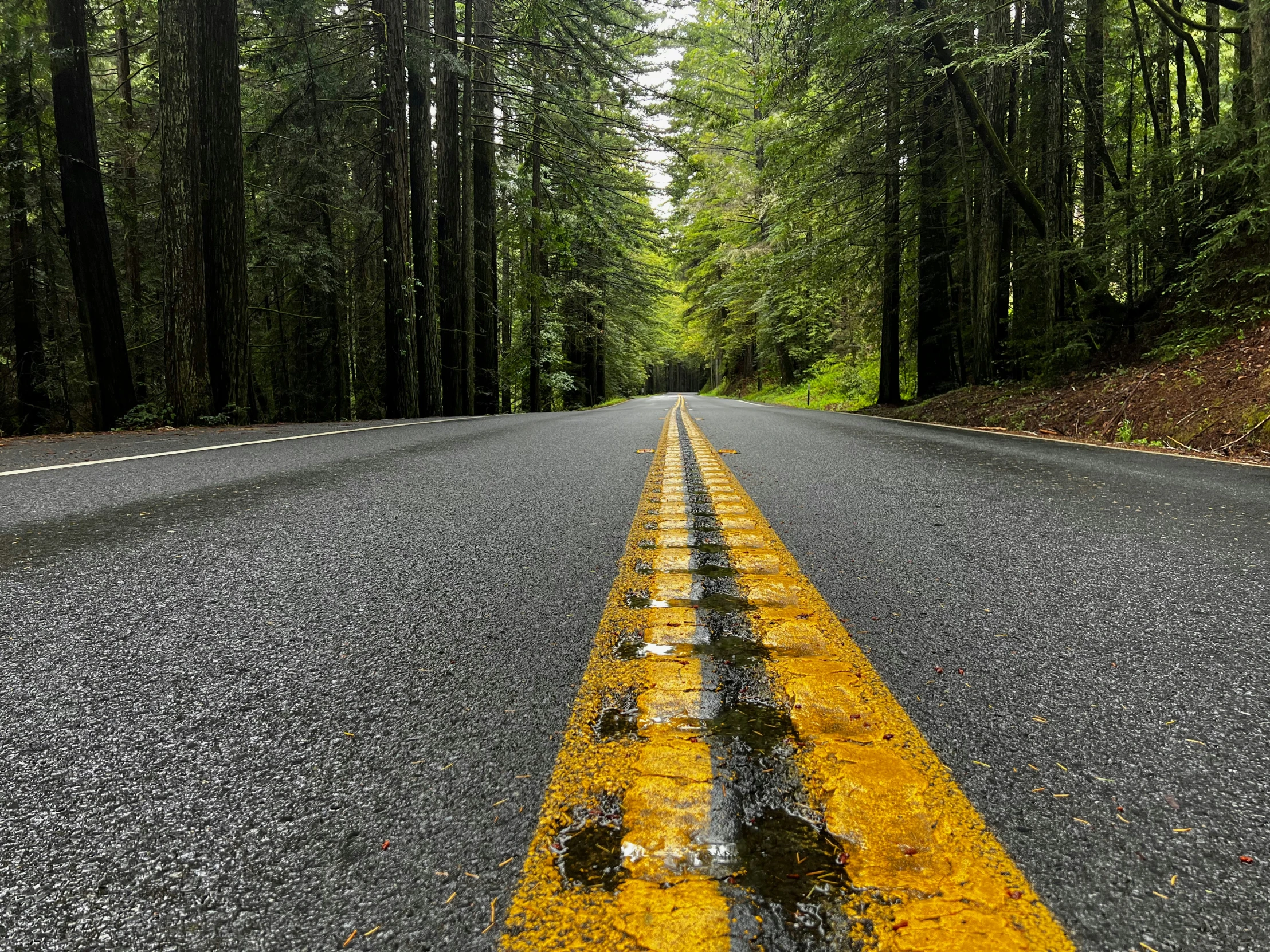 a yellow painted road in the middle of trees