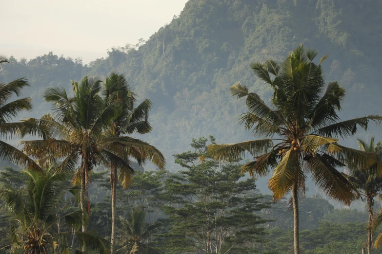 some very tall trees in a forest