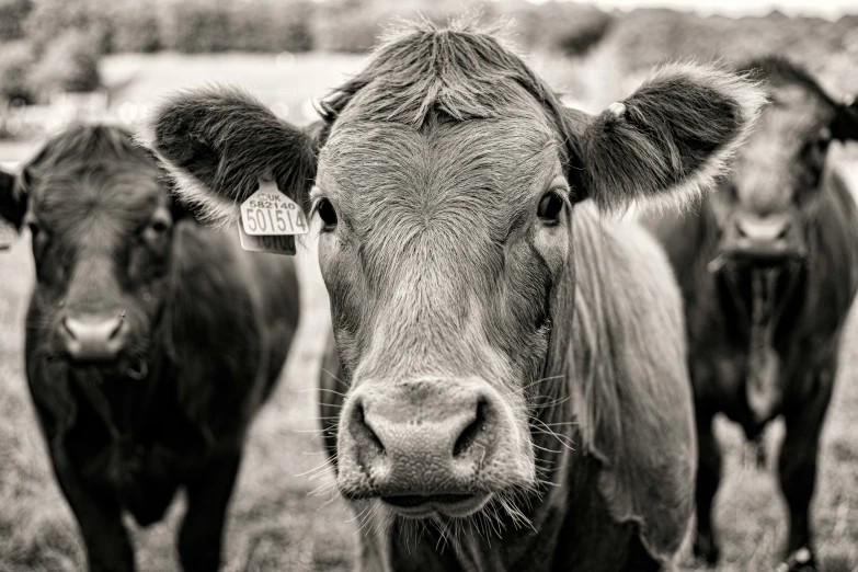 two tagged cows looking at the camera and standing in the grass