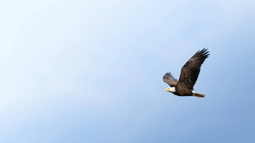 a large bird flying against the blue sky