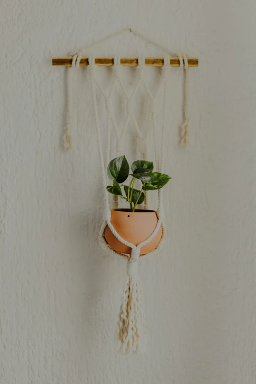 a small plant that is attached to a wall