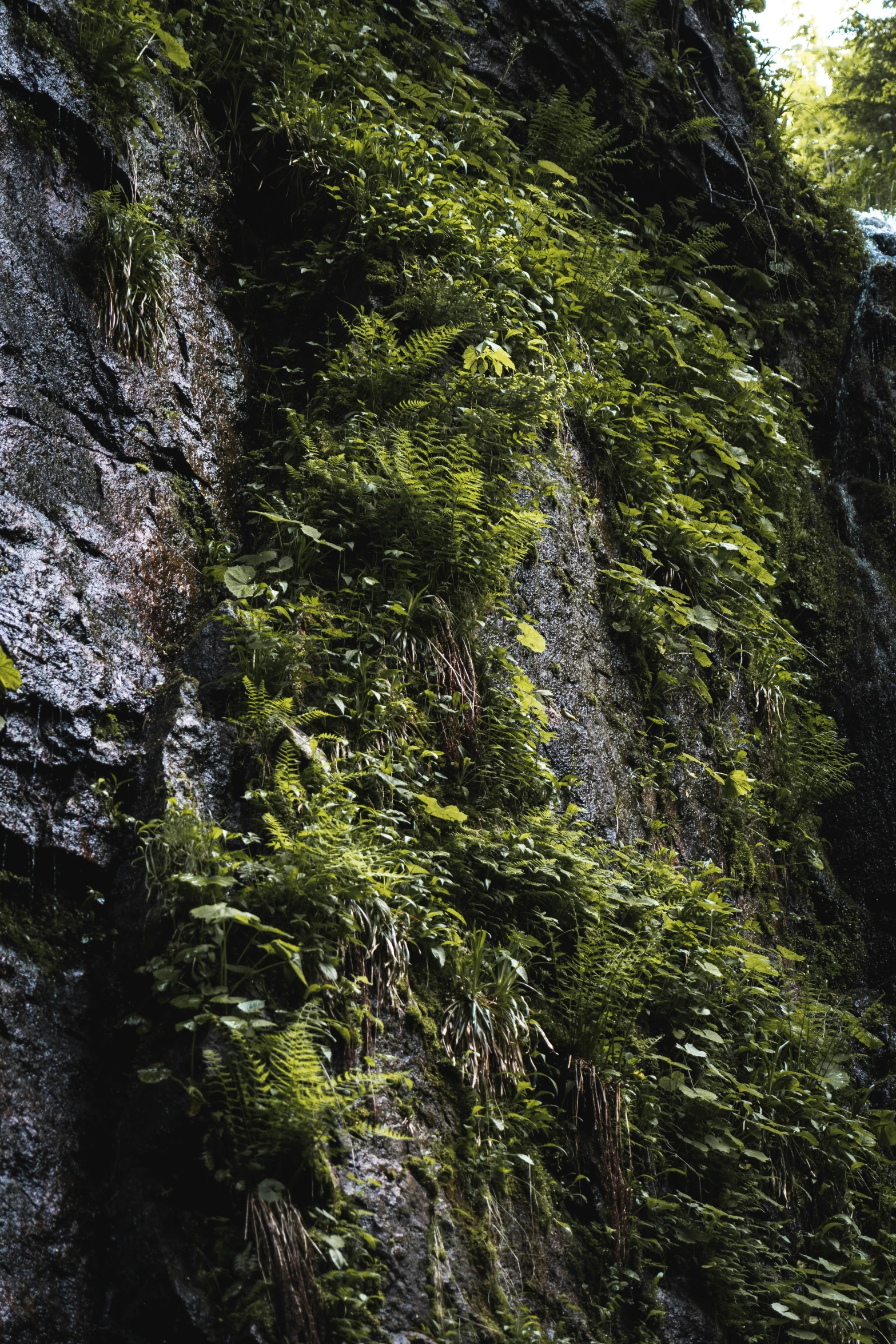 the leaves are on the large cliffs in the park