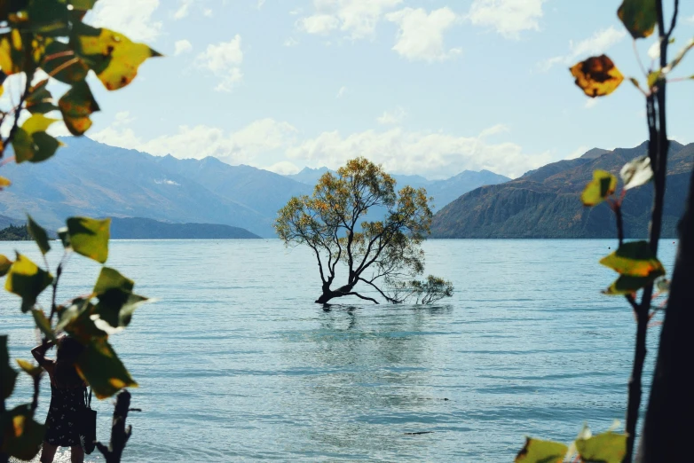 the tree is sitting in the middle of the water