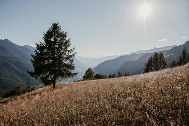 tree in a high grass meadow with mountains in the background