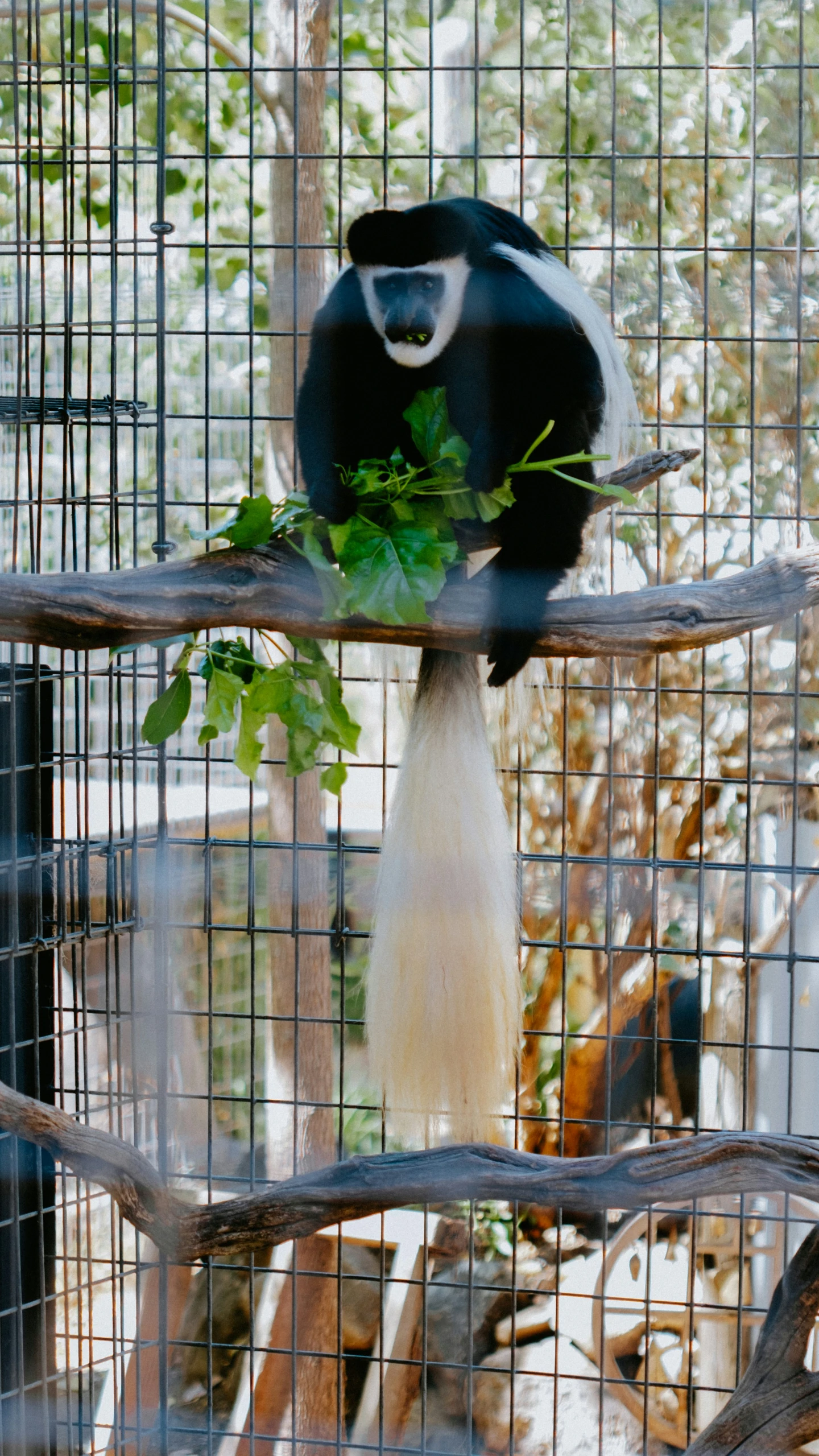 a white faced capobinon sits in its cage and chews