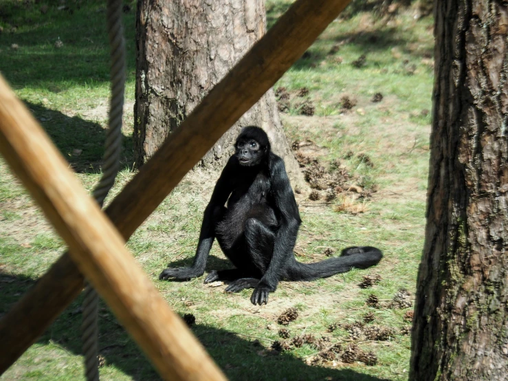 a big gorilla sits in the grass near a tree