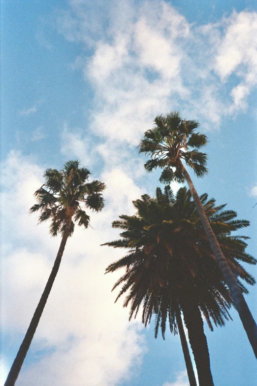 a couple of tall palm trees sitting under a blue sky