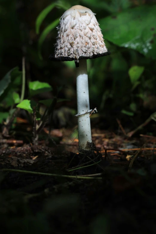 a white mushrooms sitting in the grass