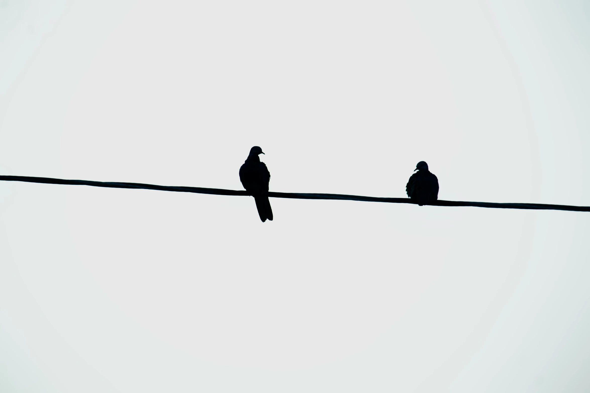 a bird perched on a wire next to another bird