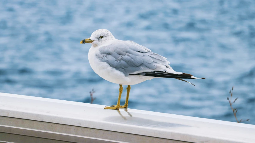 bird with long legs standing on ledge beside ocean