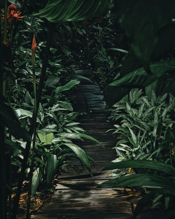 a long pathway between two large tropical trees