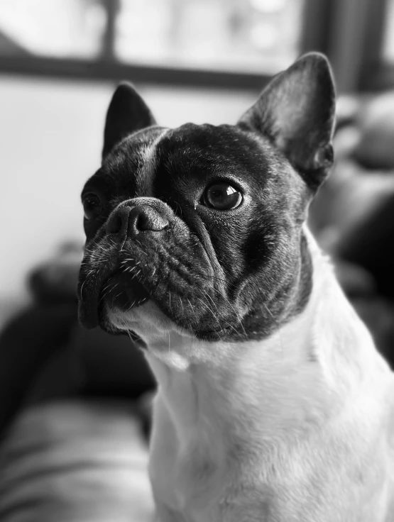 a black and white image of a dog staring in the same direction