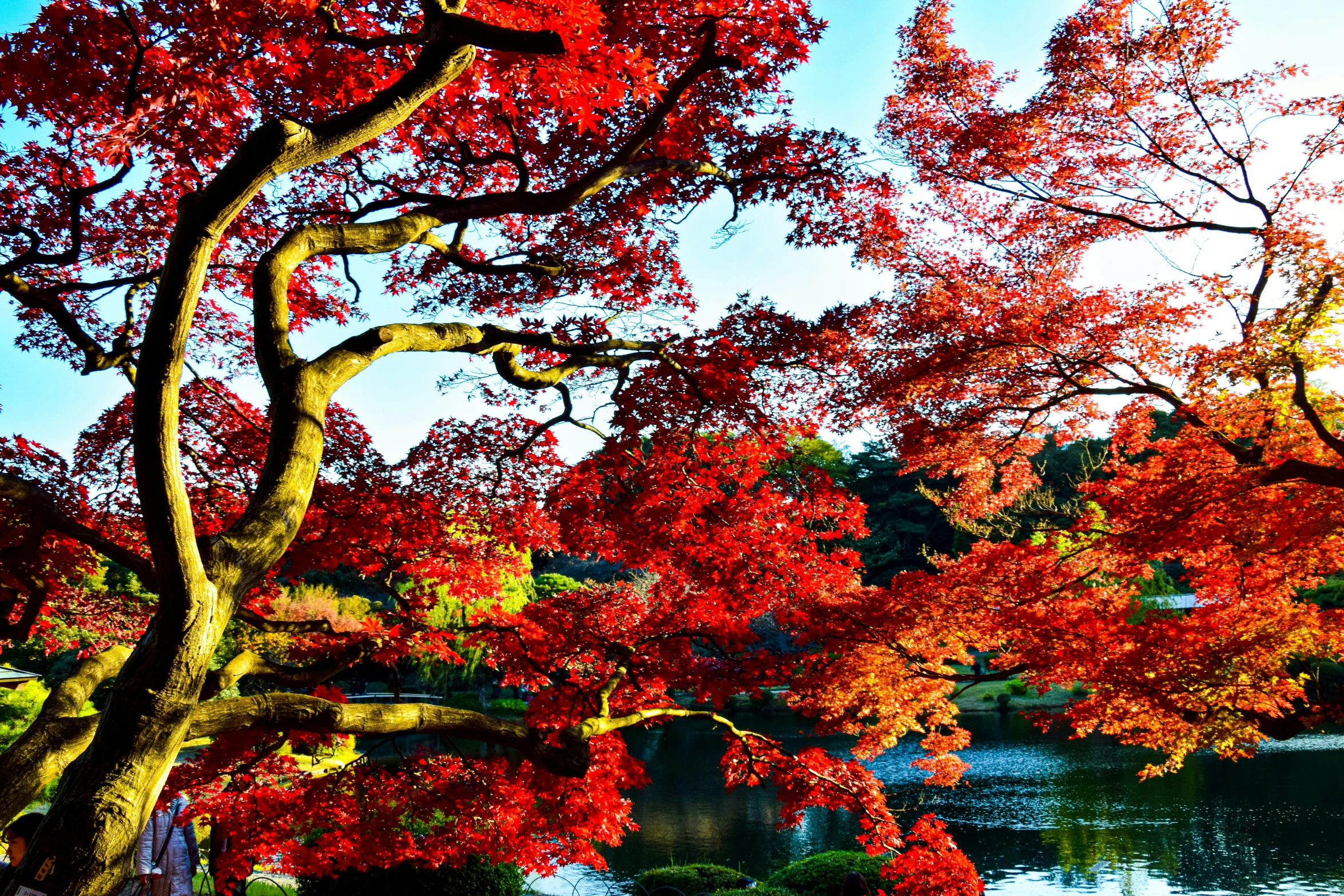 the colorful red trees and foliage are shown here